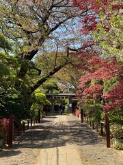 The old sakura tree path to the temple of Japan, 