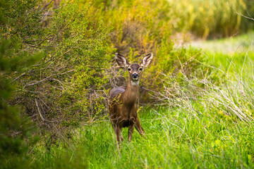 Portrait of a California Mule Deer (Odocoileus hemionus californicus). Deer in his natural habitat.