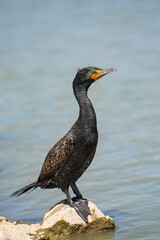 A Double-crested Cormorant is standing on a rock near the lake.