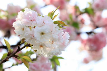 八重桜　アップ
