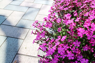 公園の咲くツルコザクラのイメージ