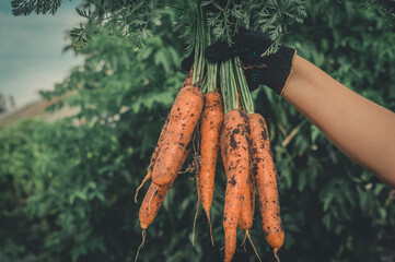 Fresh carrots from the garden on grass. Harvest of young carrots. Harvesting of ripened crops. Growing natural vegetables in your own garden. Selective focus
