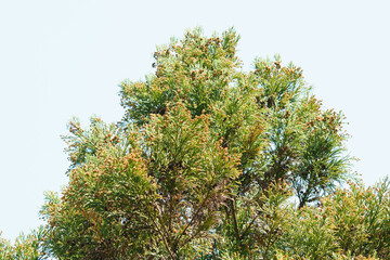 ヒノキ花粉飛散で花粉症のシーズン到来