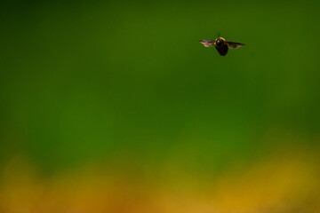 暖かくなって動きが活発になったクマンバチ