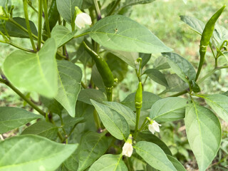 chili peppers with green leaves