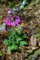 日陰に可憐に咲くサクラソウ