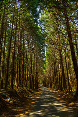 Obraz premium 静まり返った杉林