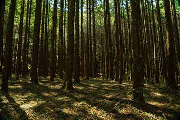 Obraz premium 静まり返った杉林