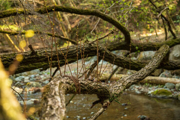 おそるべき生命力