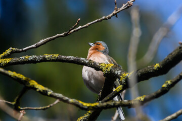 Selective focus photo. Common chaffinch bird. Fringilla coelebs. Spring day.