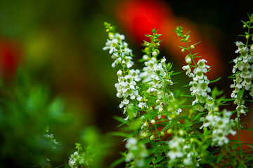 White little flowers in the garden