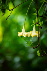 Yellow angels trumpet flower on the tree