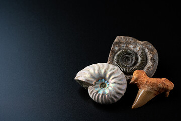 アンモナイトとサメの歯の化石