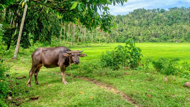 A young male carabao (Bubalus bubalis), a type of water buffalo native to the Philippines, standing near a large rice paddy, with coconut palm trees in the background, on Mindoro Island.