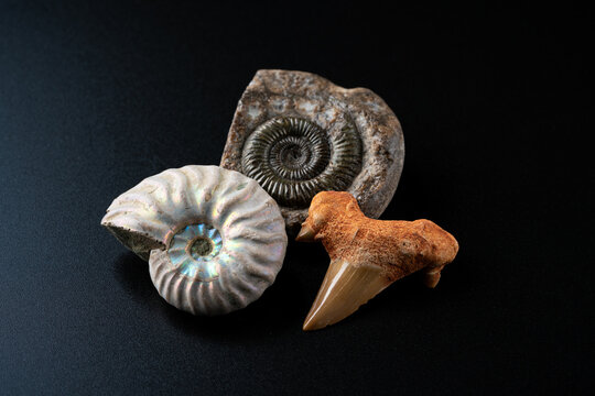 アンモナイト の画像 402 件の Stock 写真 ベクターおよびビデオ Adobe Stock