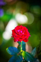 Close up of a Large size red rose in the garden