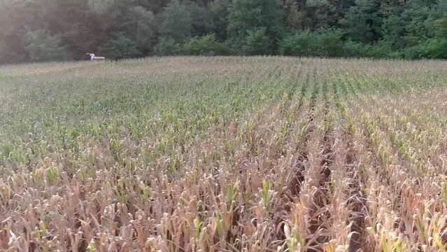 Drone footage over corn field. Harvest, Green, Sun.