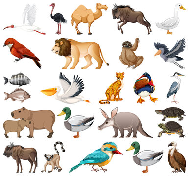 Different kinds of animals collection