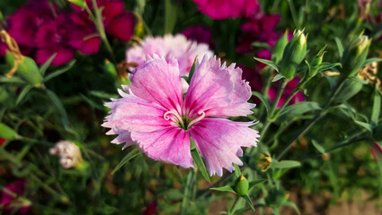 Obraz premium Pink Dianthus barbatus or sweet william Flowers 