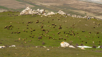 A flock of sheep grazes on a green hill