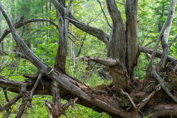 gnarled branches and roots of an upturned tree