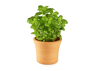 fresh aromatic basil plant in terracotta pot isolated on white background, mediterranean spice plant for home