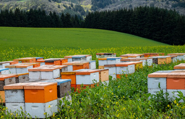 Fototapeta na wymiar Orange and white wooden beehives are stacked in a field of mustard just beginning to bloom on an Oregon farm.