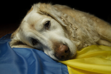 Golden Retriever dog with flag of Ukraine. Ukrainian animals and pets crisis during Russia invasion war.