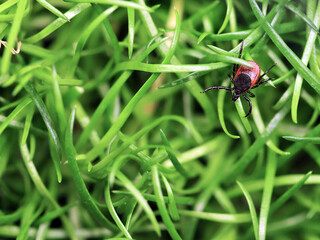 Deer tick or Ixodes scapularis crawling on green grass, top view, dangerous parasit can be carrier...