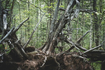 Remains of a tree-dry and dead upturned gray roots. Old dry roots trees turned out of the ground