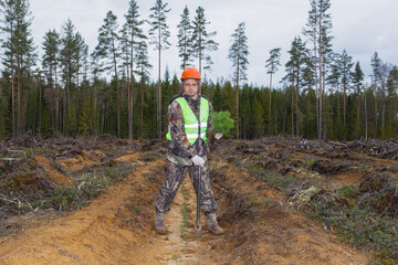 Obraz premium A forest worker is planting tree seedlings on the site of a felled forest.