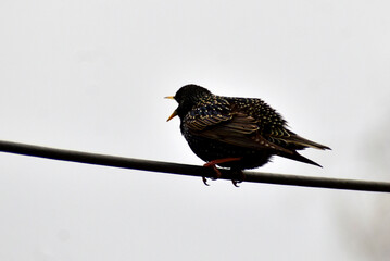 The starling sits on a wire and sings.