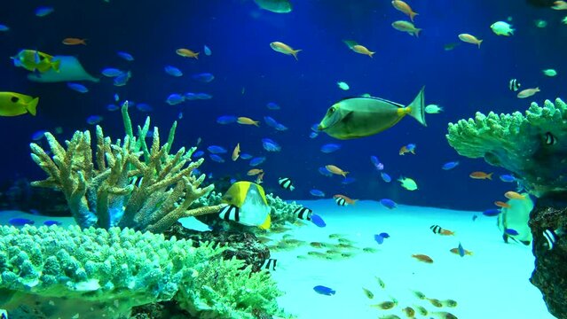 Colorful tropical fish and zebra shark swimming by the coral reefs in the aquarium. 4K 