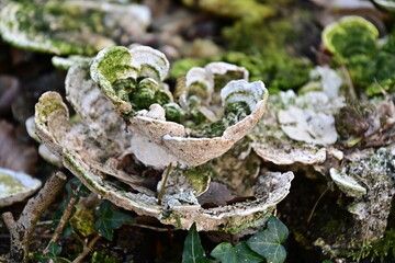 Ohrlappenpilz (Auriculariaceae) mit Moos auf einem Baumstamm