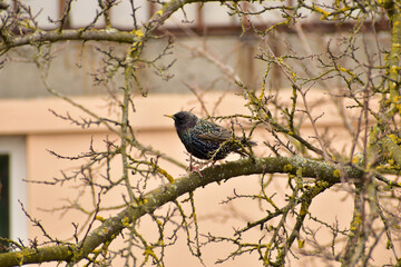 The picture shows Sturnus vulgaris, which sits on a branch high above the ground.