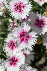 Attractive pink-cored white Chinese carnation (Dianthus chinensis) flowers blooming profusely on a sunny summer day