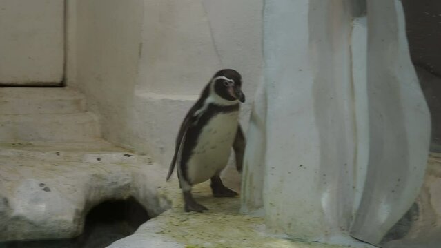 Penguins on a rock in zoo