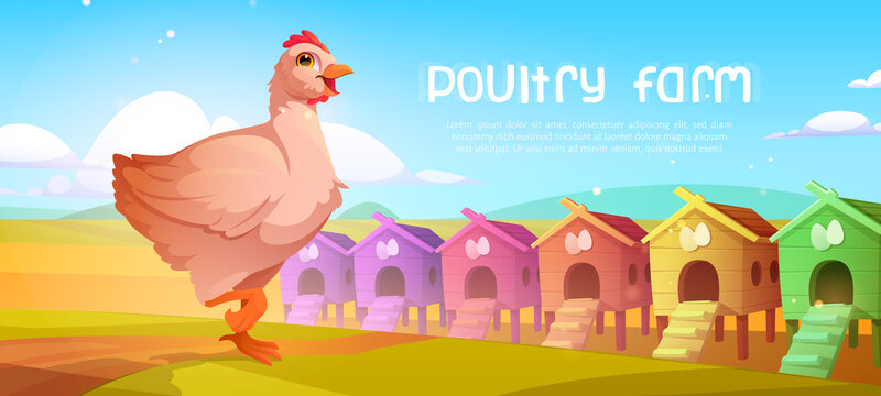 Poultry farm cartoon banner with chicken and coops on agricultural field. Farmer market production, fowl eggs and meat organic eco food, ranch house natural healthy products, Vector advertising flyer