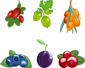 a set of delicious garden berries