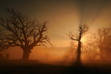 Fototapeta Dęby, mgła wschód słońca, wiosna, Rogalin, poranek obraz