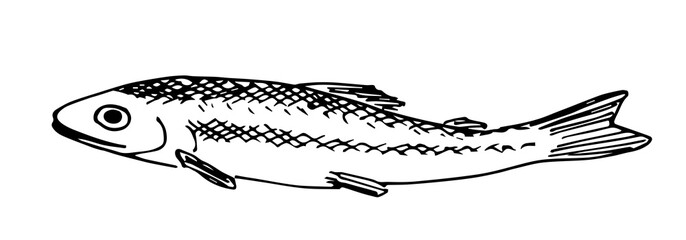 Simple black outline vector drawing. European smelt fish. Seafood. Sketch in ink.