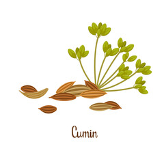 Cumin seeds on a white background. Spices.
