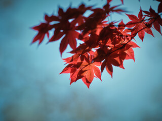 紅葉