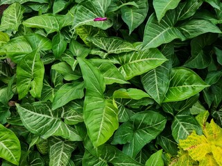 Background image of a collection of green leaves combined with other colors