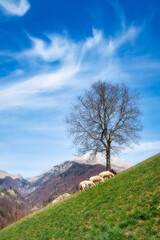 Alpine landscape with sheep under a plant