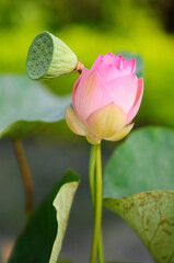 A Young Pink Lotus Flower