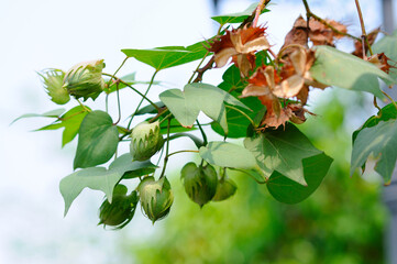 Levant Cotton (Gossypium herbaceum)
