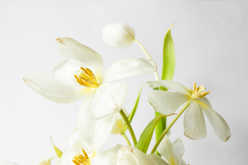 Obraz na płótnie Canvas Beautiful white tulips on the white background. Ikebana arrangement, eco trends. For easter decoration at home.