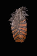woodcock feather on a black background, coloring natural woodcock plumage - obrazy, fototapety, plakaty