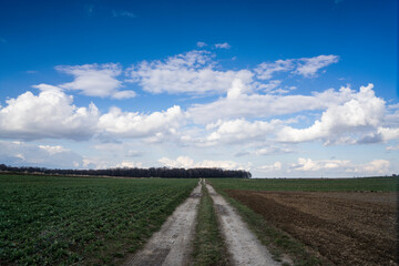 Fototapeta na wymiar road among fields with blue sky with clouds on Lublin Upland